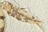 Fossil Fish (Knightia) - Green River Formation #224556-1